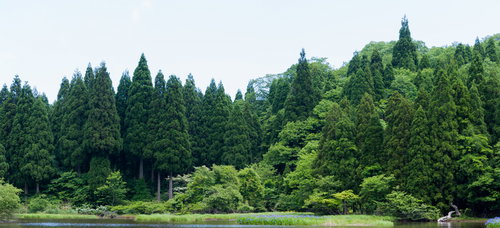 深い森に囲まれた静寂な湖面と新緑の風景