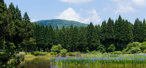 湿原に群生する紫色のアイリスと背後の山々の風景