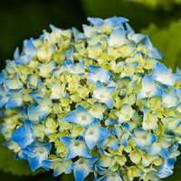 淡いブルーと黄緑色が混在する紫陽花の花房の写真