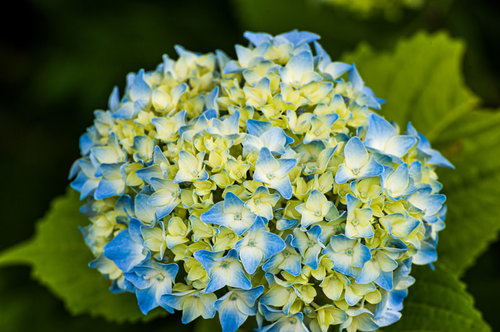 淡いブルーと黄緑色が混在する紫陽花の花房