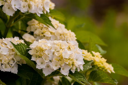 梅雨時期に咲く白いあじさい
