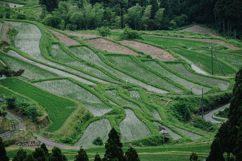 田植え後の階段状に広がる棚田の風景
