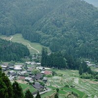 山間部の緑豊かな棚田を縦位置で捉えた農村風景の写真