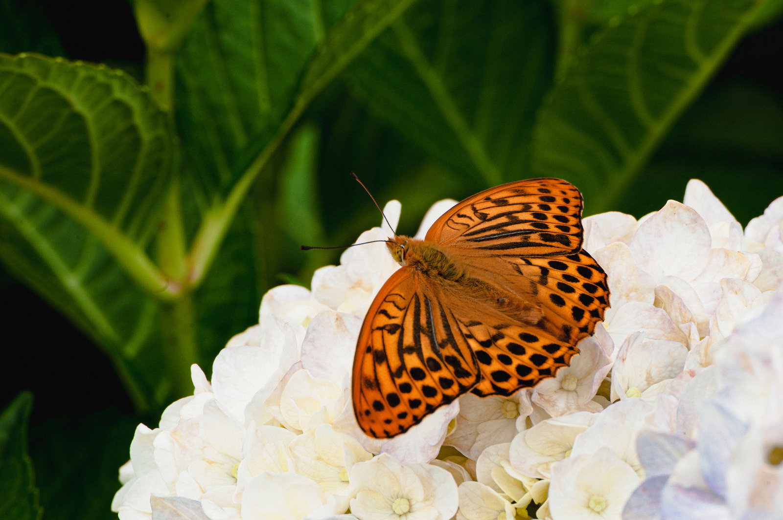 白いアジサイの花にオレンジと黒の模様の蝶が止まっている様子