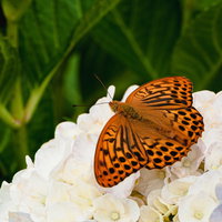 白いアジサイに留まるオレンジと黒の模様の蛾の写真