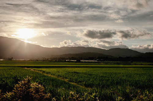 夕焼けに染まる緑の田園風景と遠くの山並み