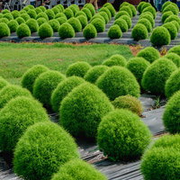 箱館山に整然と並ぶ緑色のホウキギ（コキア）群の写真