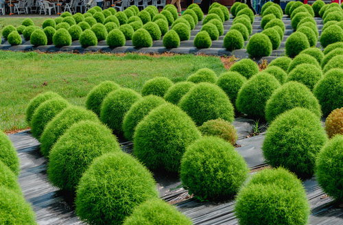箱館山に整然と並ぶ緑色のホウキギ（コキア）群