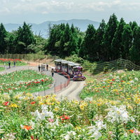 色とりどりのユリが咲く花畑を走るトロッコ列車の写真