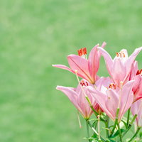 芝生の中で咲くユリの花（ピンク）の写真