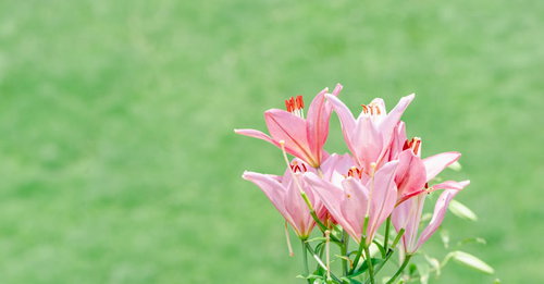 緑に映えるピンクのユリの花 滋賀県で撮影した百合の
