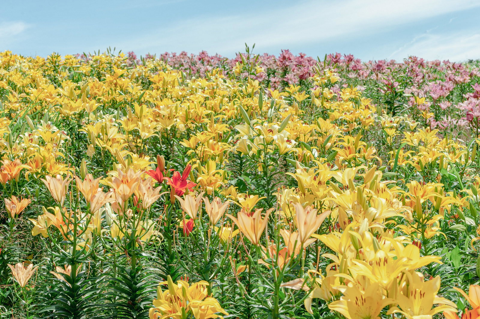 黄色やオレンジ色のユリが一面に咲く花畑の風景