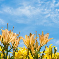 青空に映える黄色とオレンジ色のユリ、下から見上げる花畑の写真
