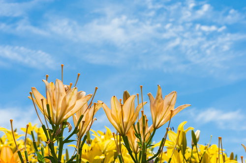 青空に映える黄色とオレンジ色のユリ、下から見上げる花畑