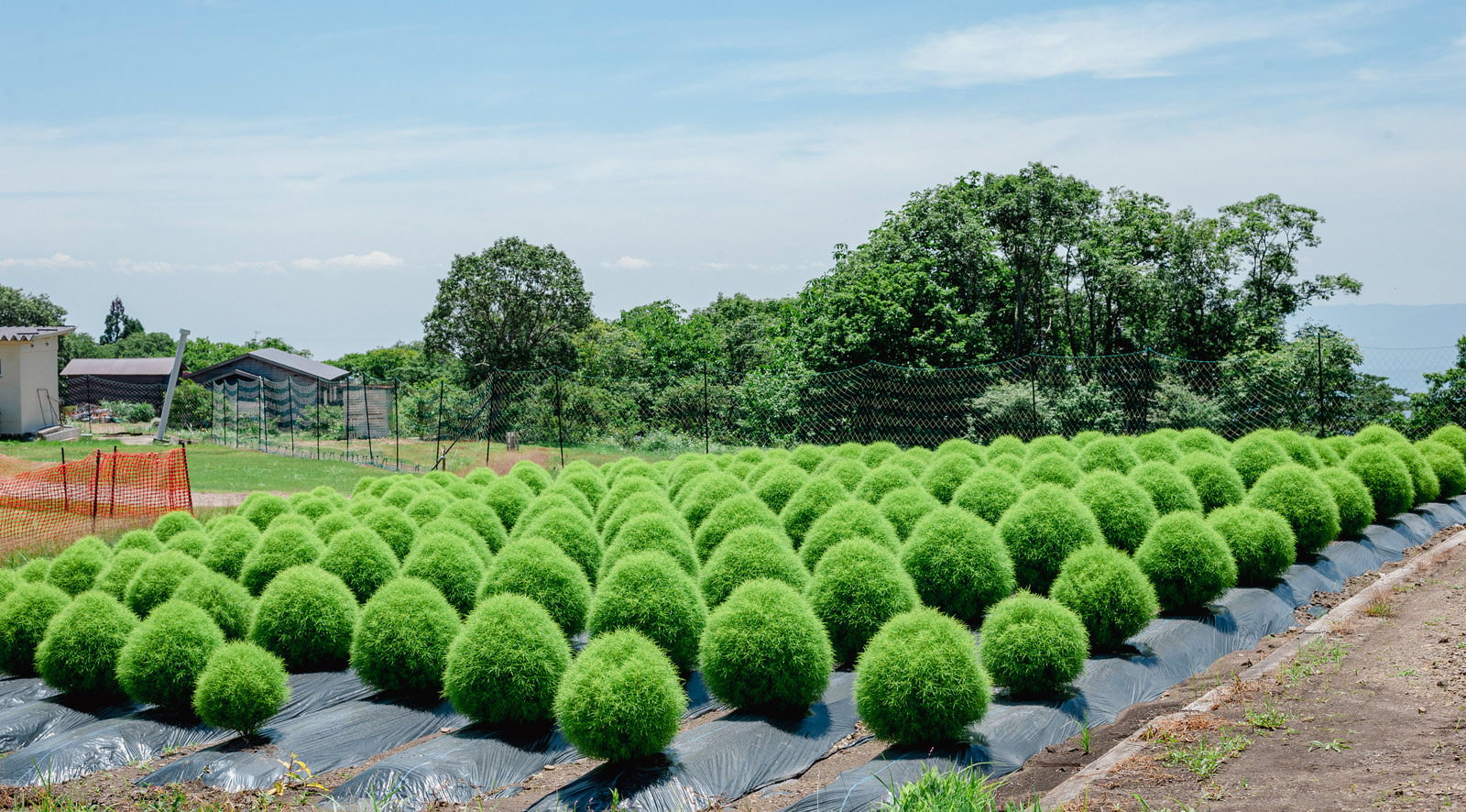 緑色の丸いコキア（ホウキギ）が整然と並んで植えられている風景