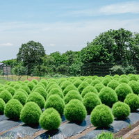 滋賀県箱館山に植えられたコキアという名のホウキギの写真