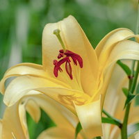 百合の花（黄色）クローズアップの写真
