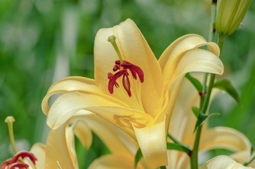 庭に咲く黄色い百合の花