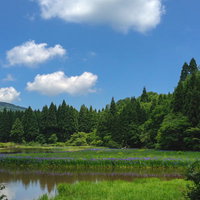 緑に囲まれた湿原に咲くスイセンの群生、春の白い花の写真