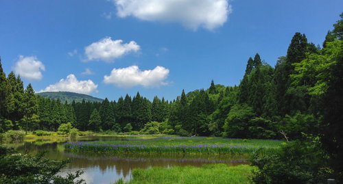 緑に囲まれた湿原に咲くスイセンの群生、春の白い花
