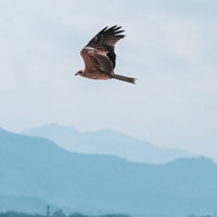 青空を翼を広げて飛翔する鷹の野鳥の写真