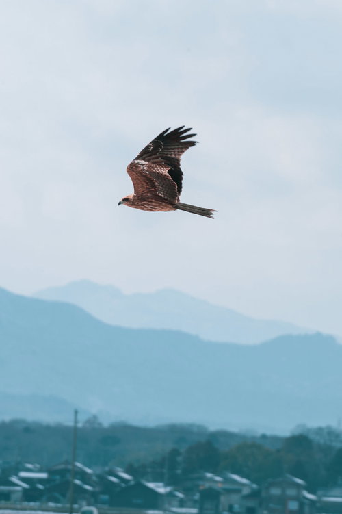 青空を翼を広げて飛翔する鷹の野鳥