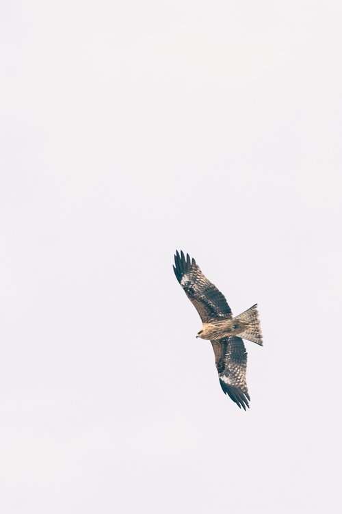 翼を大きく広げて飛翔する鷹