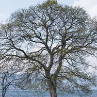 冬の見事な樹木 - 青空を背景にした裸木の雄大な風景の写真