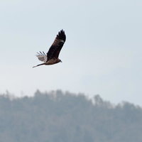 空を舞う翼を広げたトンビが青空を飛翔する野生の姿の写真