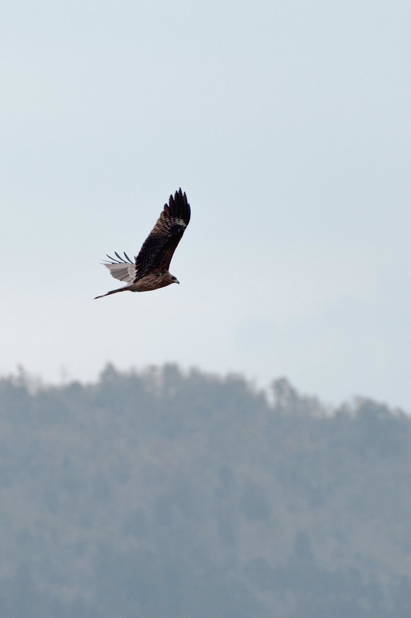 灰色の空を背景に翼を広げて飛翔するトンビ
