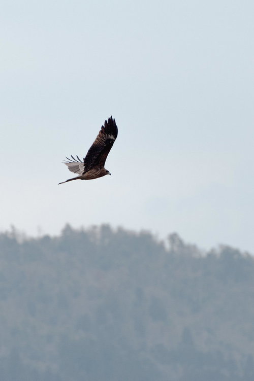 空を舞う翼を広げたトンビが青空を飛翔する野生の姿