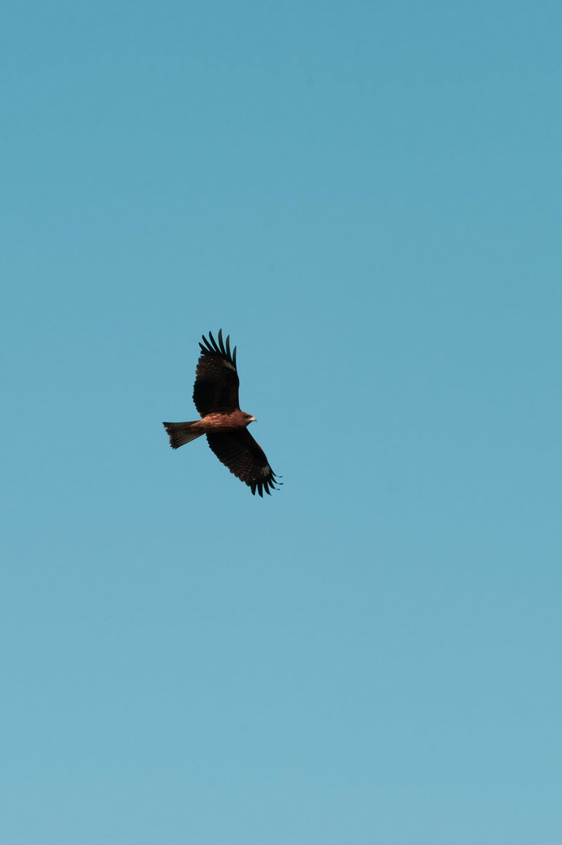 青空を背景に翼を広げて飛翔する鷹