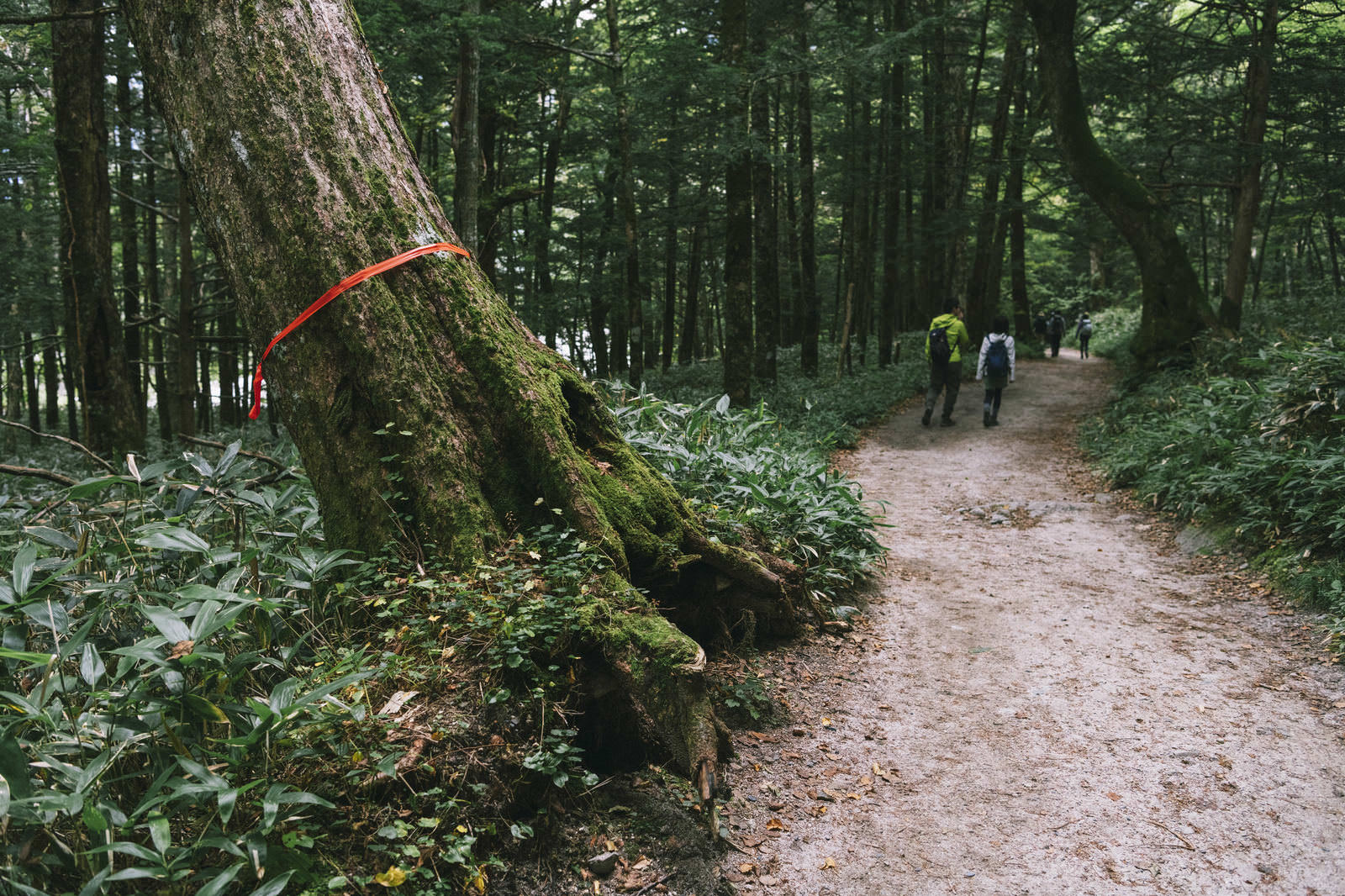 上高地から横尾へ向かう林道に立つ苔むした大木にまかれた赤いピンクテープと登山者