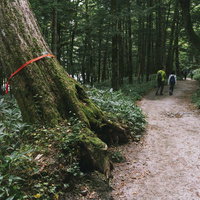 上高地から横尾へと向かう遊歩道のピンクテープと登山者の写真
