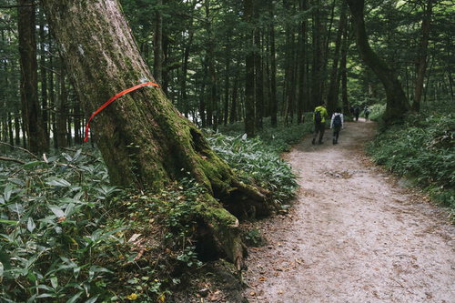 上高地から横尾へと向かう遊歩道のピンクテープと登山者