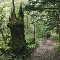 上高地から横尾へ向かう槍ヶ岳登山道の森の遊歩道の写真