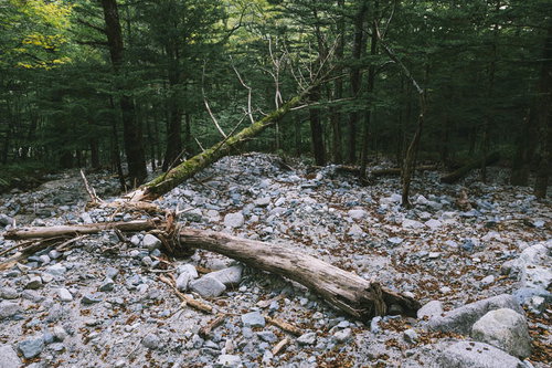 上高地から槍ヶ岳へ向かう横尾道中の河原に転がる倒木