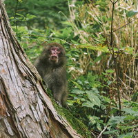 上高地の樹皮を背に見つめるニホンザル、槍ヶ岳麓の野生動物の写真