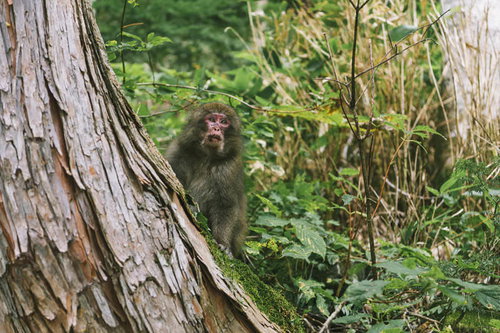 上高地の樹皮を背に見つめるニホンザル、槍ヶ岳麓の野生動物