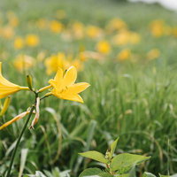 飯豊山のギルダ原に咲くニッコウキスゲの黄色い花の写真