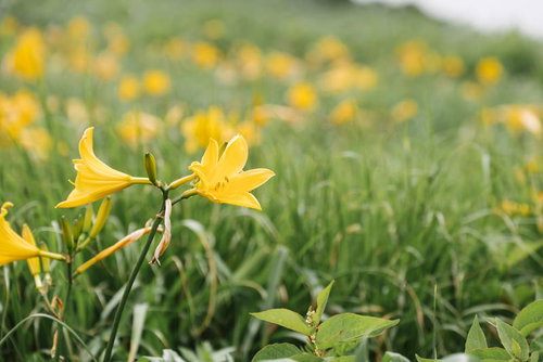 飯豊山のギルダ原に咲くニッコウキスゲの黄色い花