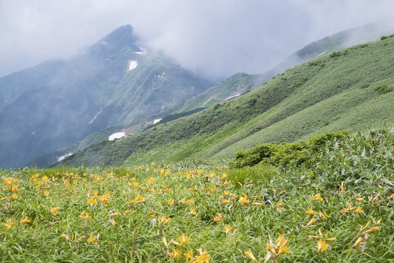 ギルダ原に咲く黄色いニッコウキスゲの花と背景の飯豊山の山肌