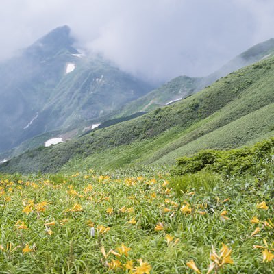ギルダ原に咲くニッコウキスゲと日本百名山・飯豊山の山肌の写真