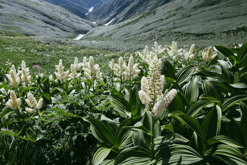 飯豊山の大日岳山腹に群生するコバイケイソウ