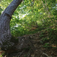 飯豊山の梶川尾根で見る曲がりくねった巨木と登山道の写真