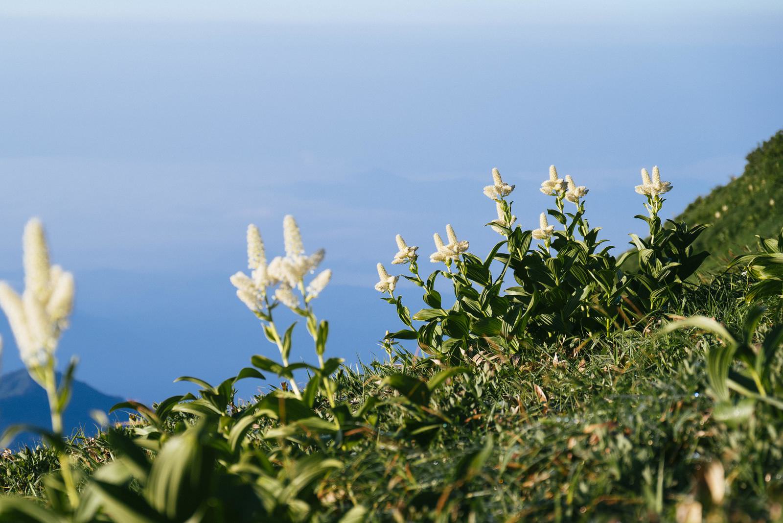 青空を背景に満開に咲く白いコバイケイソウの花穂