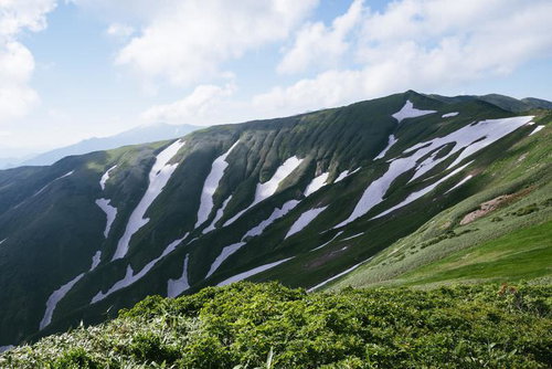 飯豊山系・門内岳山腹に現れるゼブラ模様の残雪と高山植物