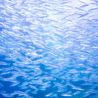 水族館の水槽内で群れる魚たちの泳ぐ様子を捉えた観賞シーンの写真