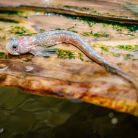 苔むした流木の上に乗るヨダレカケ（イソギンポ科の小魚）の写真