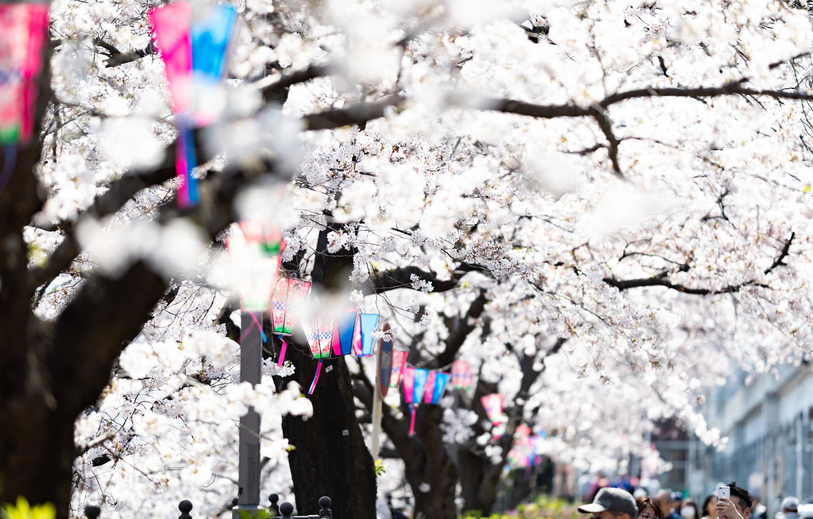 満開の桜が咲く遊歩道に赤い灯篭が並ぶ春の風景